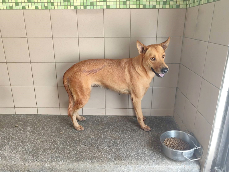 高雄市燕巢動物保護關愛園區,編號:465297, 混種犬          