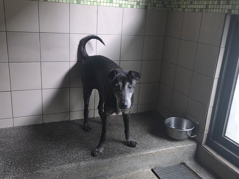 高雄市燕巢動物保護關愛園區,編號:465296, 混種犬          