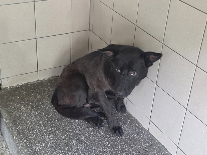 高雄市燕巢動物保護關愛園區,編號:465295, 混種犬          