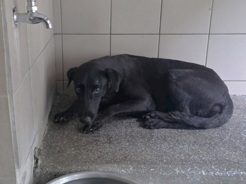 高雄市燕巢動物保護關愛園區,編號:465292, 混種犬          