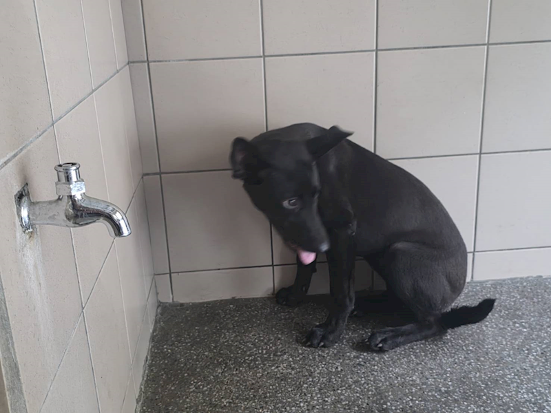 高雄市燕巢動物保護關愛園區,編號:465291, 混種犬          