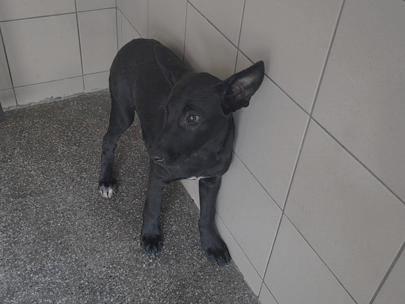 高雄市燕巢動物保護關愛園區,編號:465290, 混種犬          