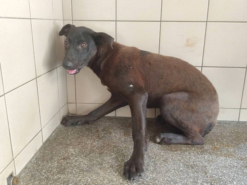 高雄市燕巢動物保護關愛園區,編號:465289, 混種犬          