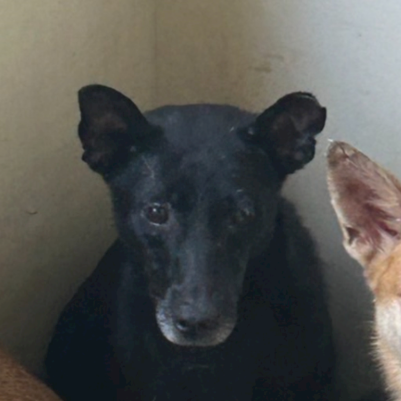 澎湖縣流浪動物收容中心,編號:229292, 混種犬          