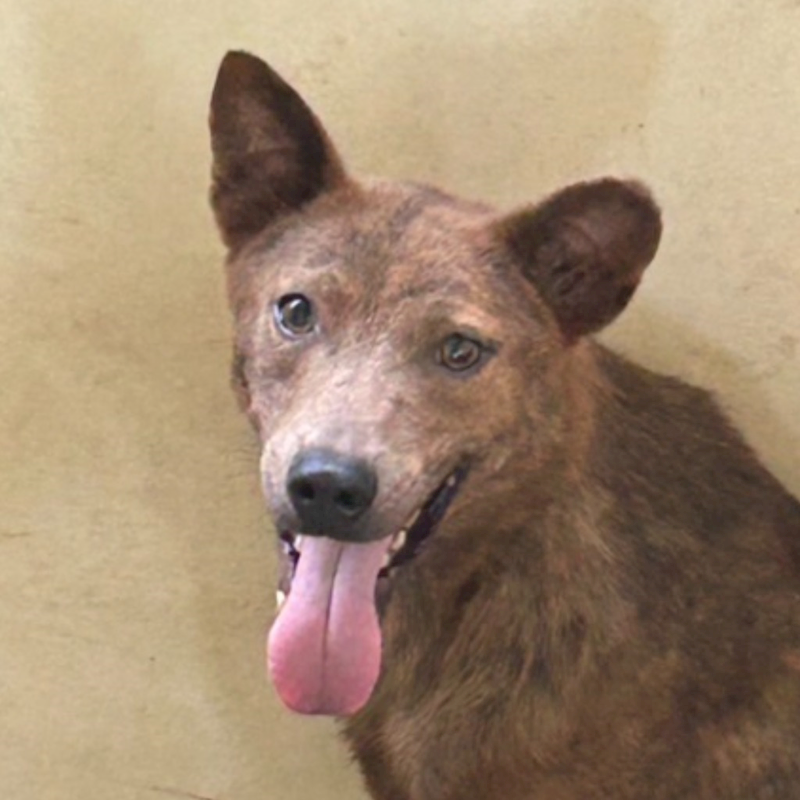 澎湖縣流浪動物收容中心,編號:293439, 混種犬          