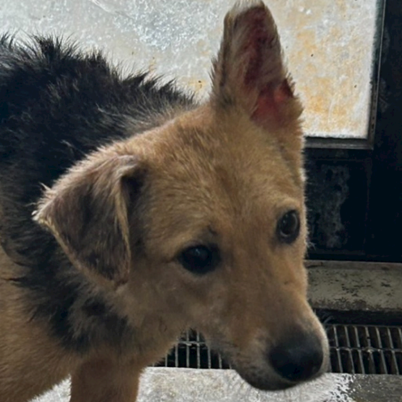 澎湖縣流浪動物收容中心,編號:295613, 混種犬          