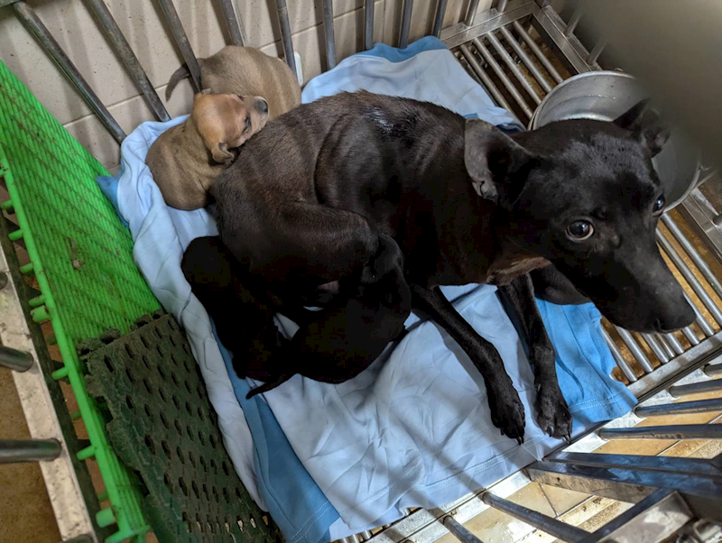 高雄市燕巢動物保護關愛園區,編號:422044, 混種犬          