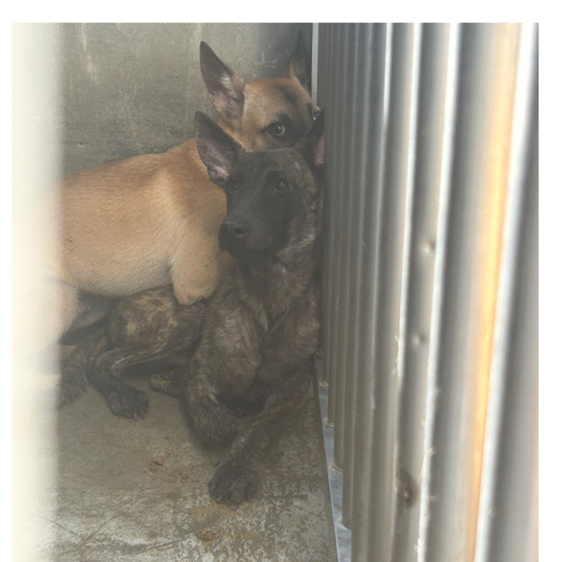澎湖縣流浪動物收容中心,編號:354666, 混種犬          