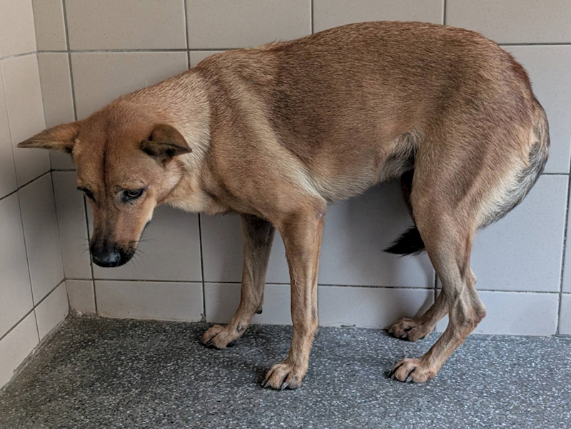 高雄市燕巢動物保護關愛園區,編號:422030, 混種犬          