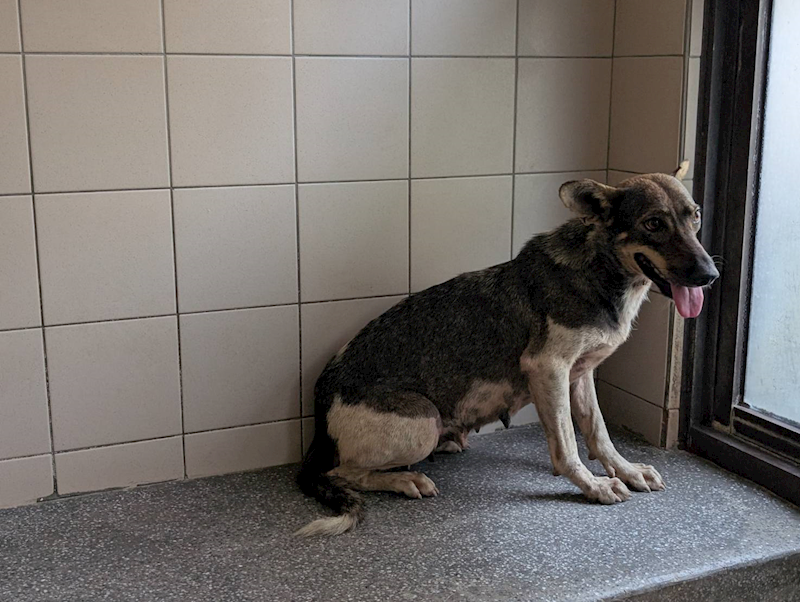 高雄市燕巢動物保護關愛園區,編號:422031, 混種犬          
