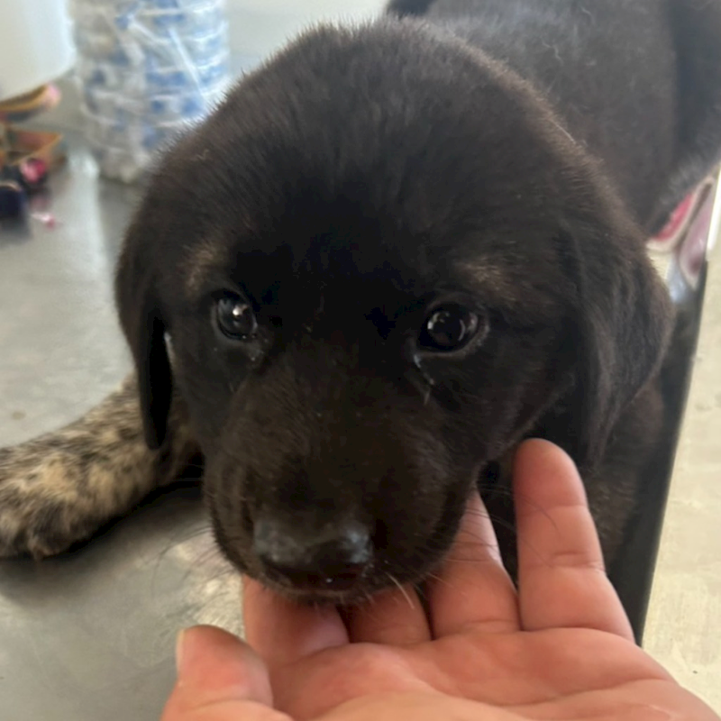 澎湖縣流浪動物收容中心,編號:417455, 混種犬          