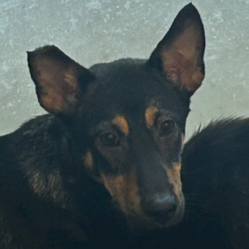 澎湖縣流浪動物收容中心,編號:350336, 混種犬          