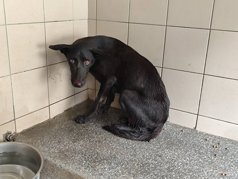 高雄市燕巢動物保護關愛園區,編號:422036, 混種犬          