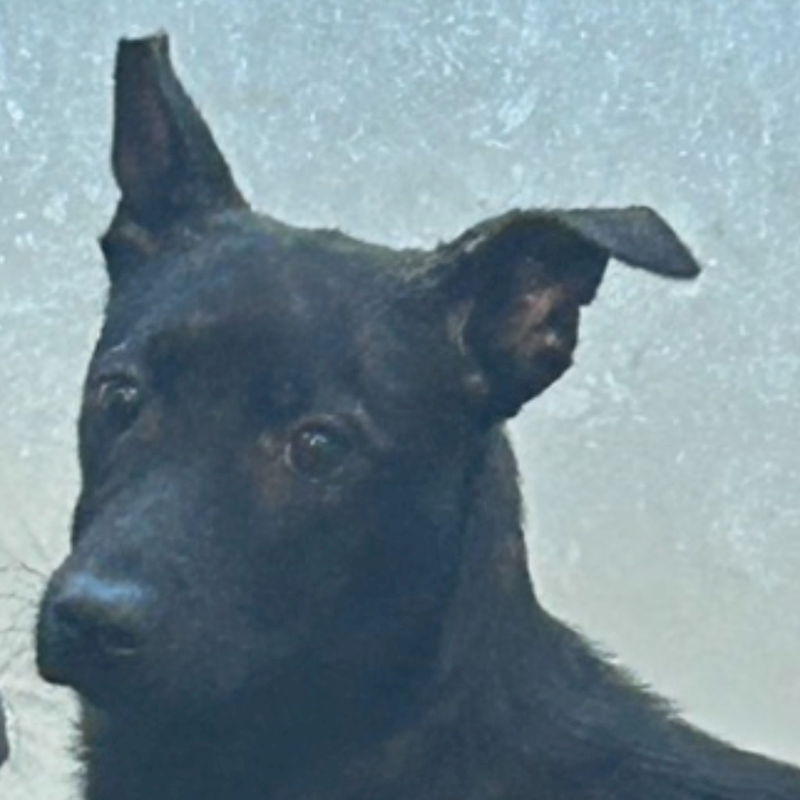 澎湖縣流浪動物收容中心,編號:347927, 混種犬          