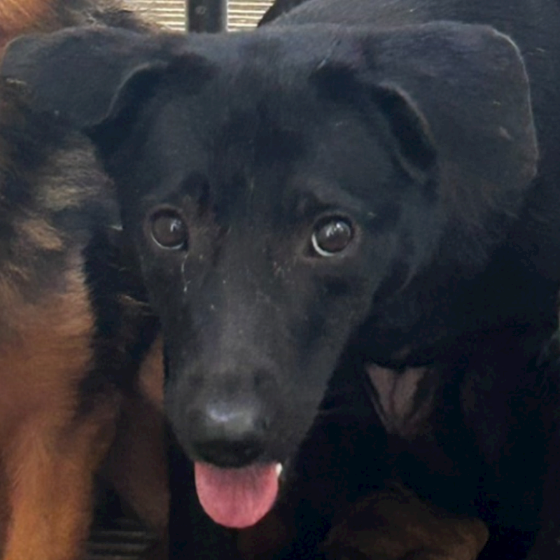 澎湖縣流浪動物收容中心,編號:330647, 混種犬          