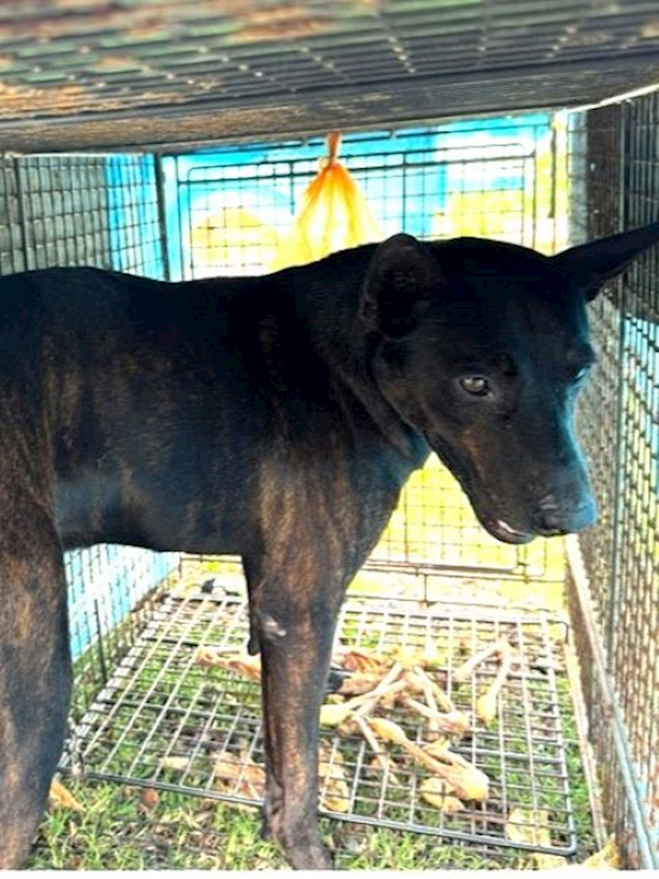 宜蘭縣流浪動物中途之家,編號:465148, 混種犬          