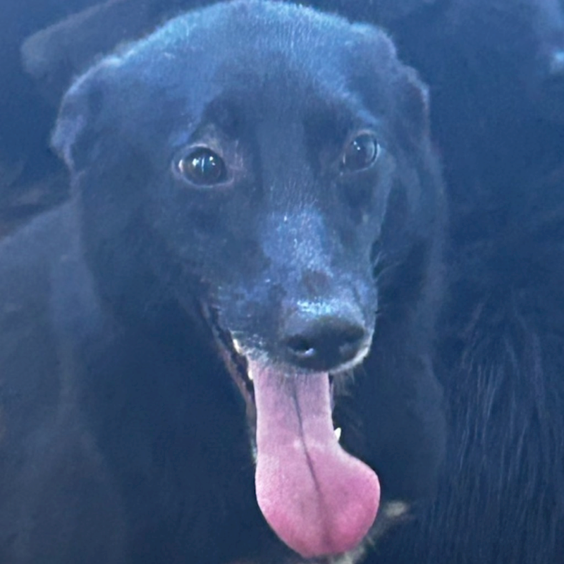 澎湖縣流浪動物收容中心,編號:237667, 混種犬          