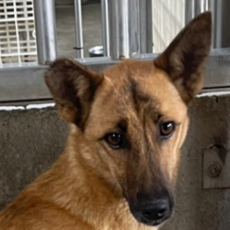 澎湖縣流浪動物收容中心,編號:398325, 混種犬          