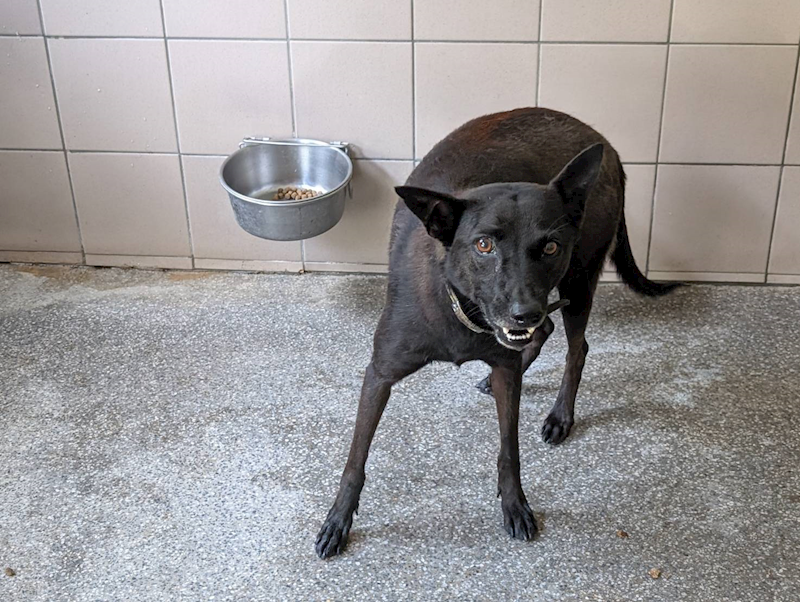 高雄市燕巢動物保護關愛園區,編號:422091, 混種犬          