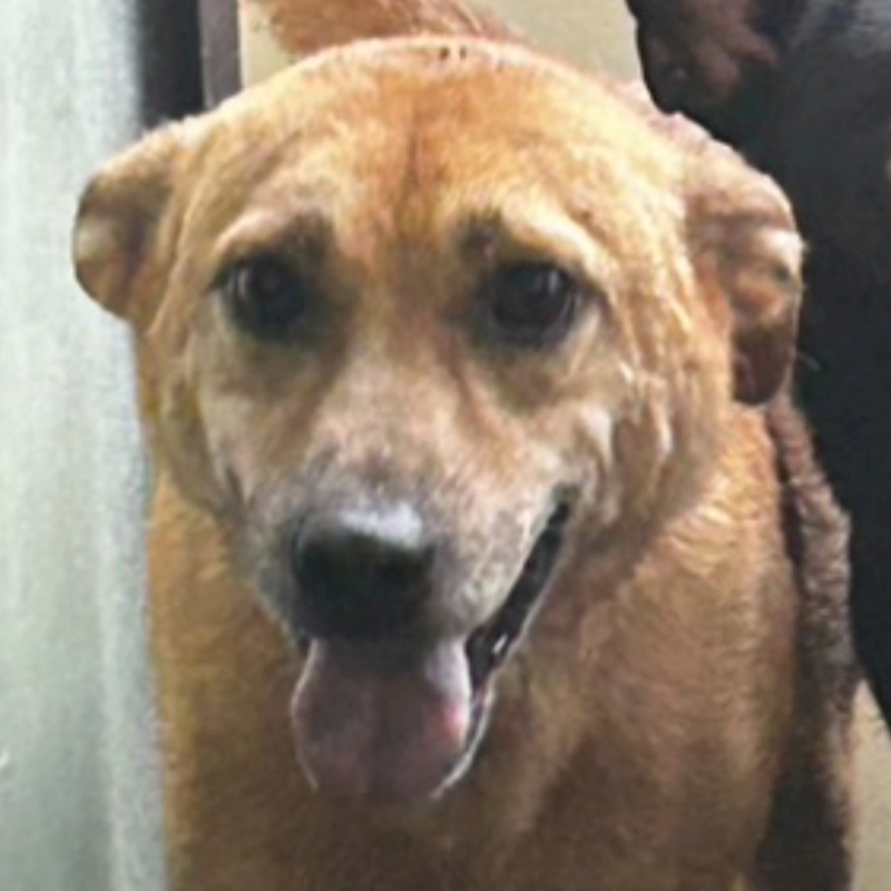 澎湖縣流浪動物收容中心,編號:200861, 混種犬          