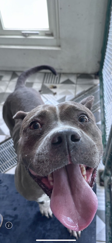 苗栗縣動物保護教育園區,編號:464954, 比特犬之混種犬