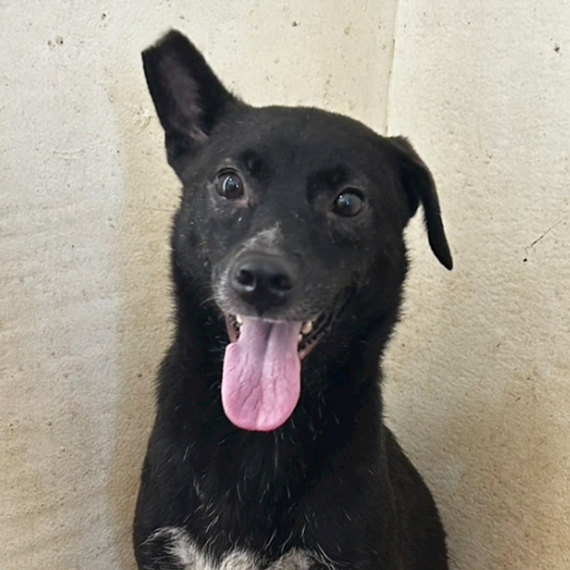 澎湖縣流浪動物收容中心,編號:216231, 混種犬          