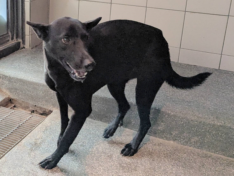 高雄市燕巢動物保護關愛園區,編號:422019, 混種犬          