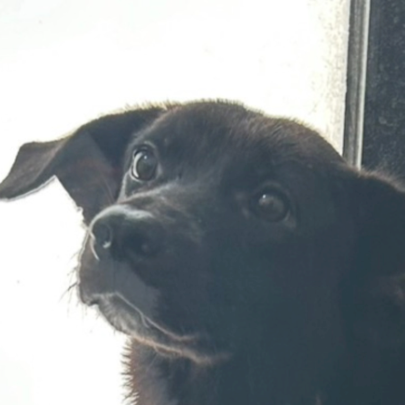 澎湖縣流浪動物收容中心,編號:241291, 混種犬          