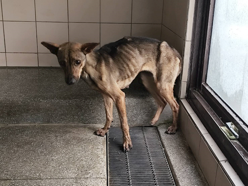高雄市燕巢動物保護關愛園區,編號:422156, 混種犬          