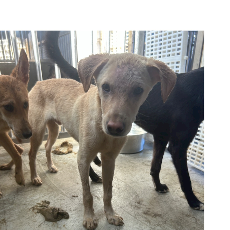 澎湖縣流浪動物收容中心,編號:349796, 混種犬          