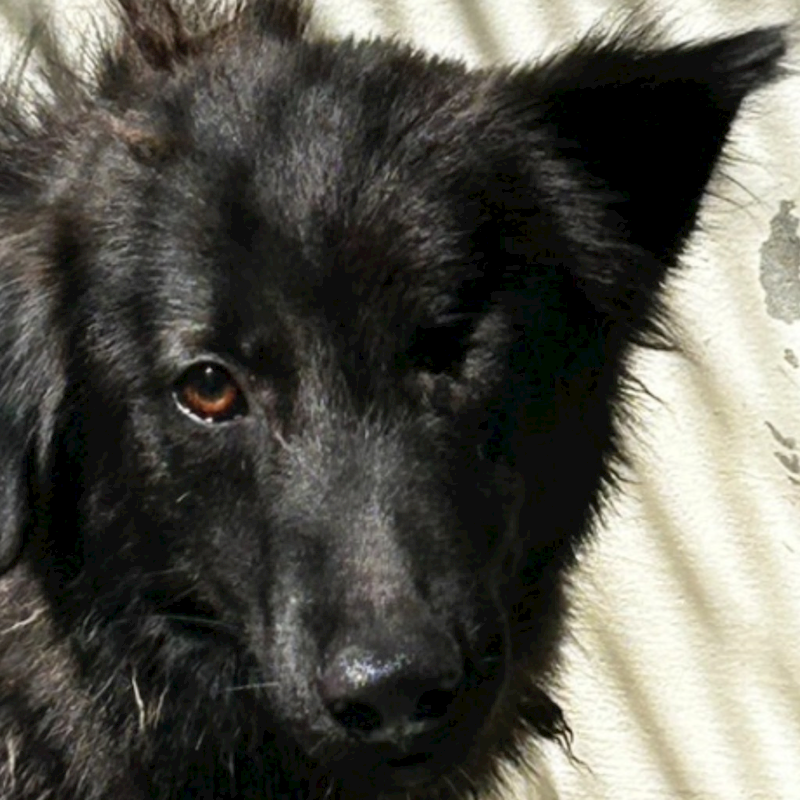 澎湖縣流浪動物收容中心,編號:317574, 混種犬          