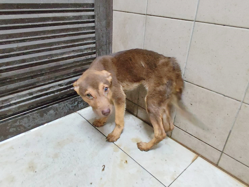 高雄市燕巢動物保護關愛園區,編號:461143, 混種犬          
