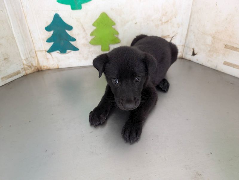 高雄市燕巢動物保護關愛園區,編號:461923, 混種犬          