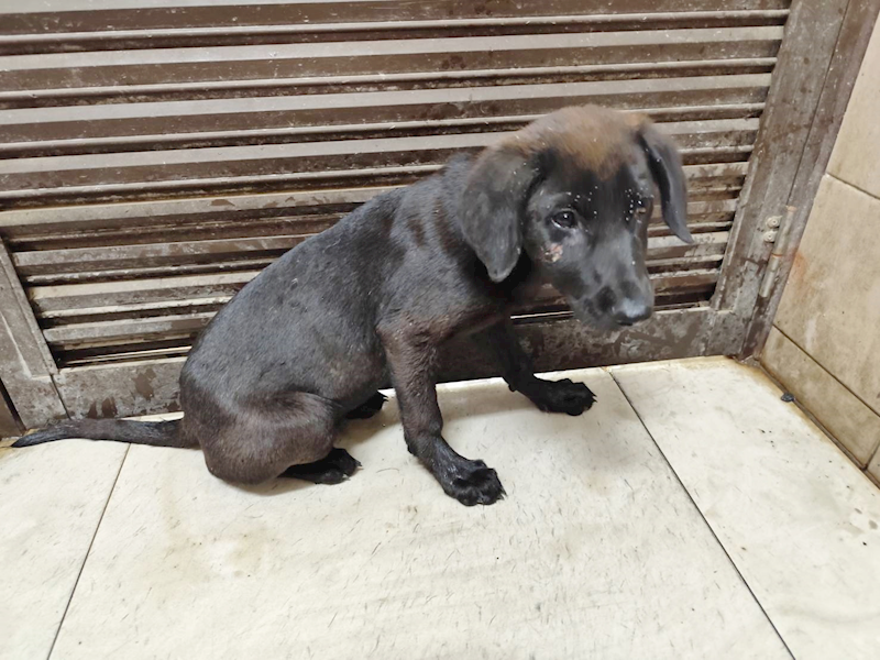 高雄市燕巢動物保護關愛園區,編號:461924, 混種犬          