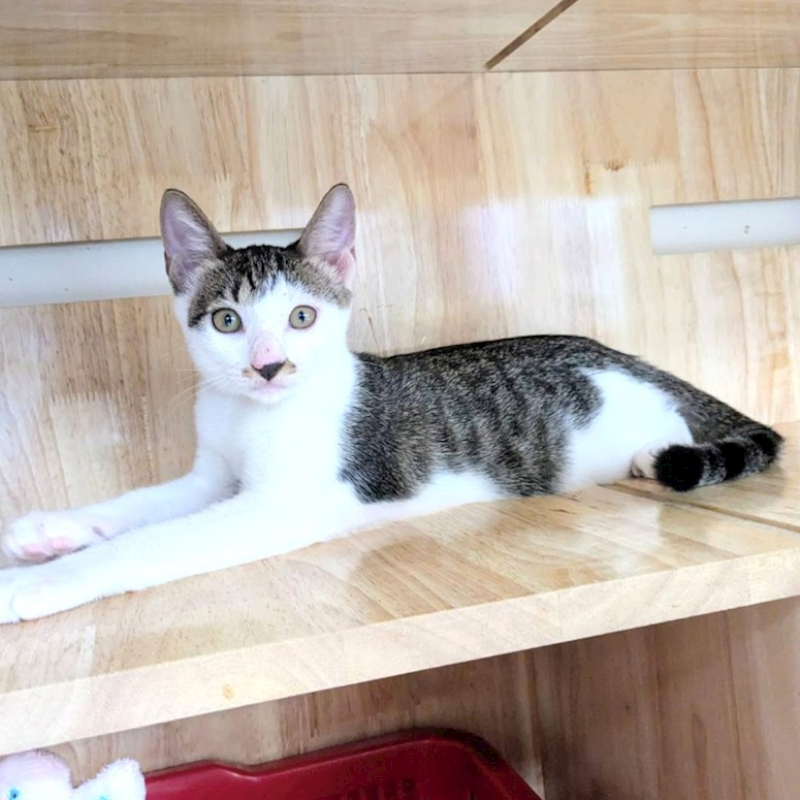 新竹縣動物保護教育園區,編號:459041, 混種貓                 
