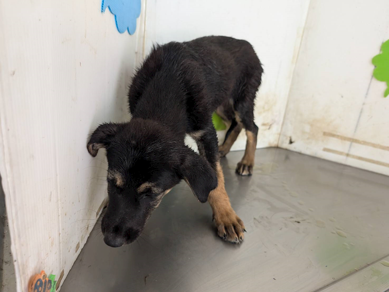 高雄市燕巢動物保護關愛園區,編號:461492, 混種犬          