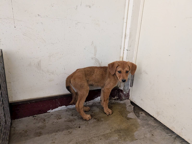 高雄市燕巢動物保護關愛園區,編號:461938, 混種犬          