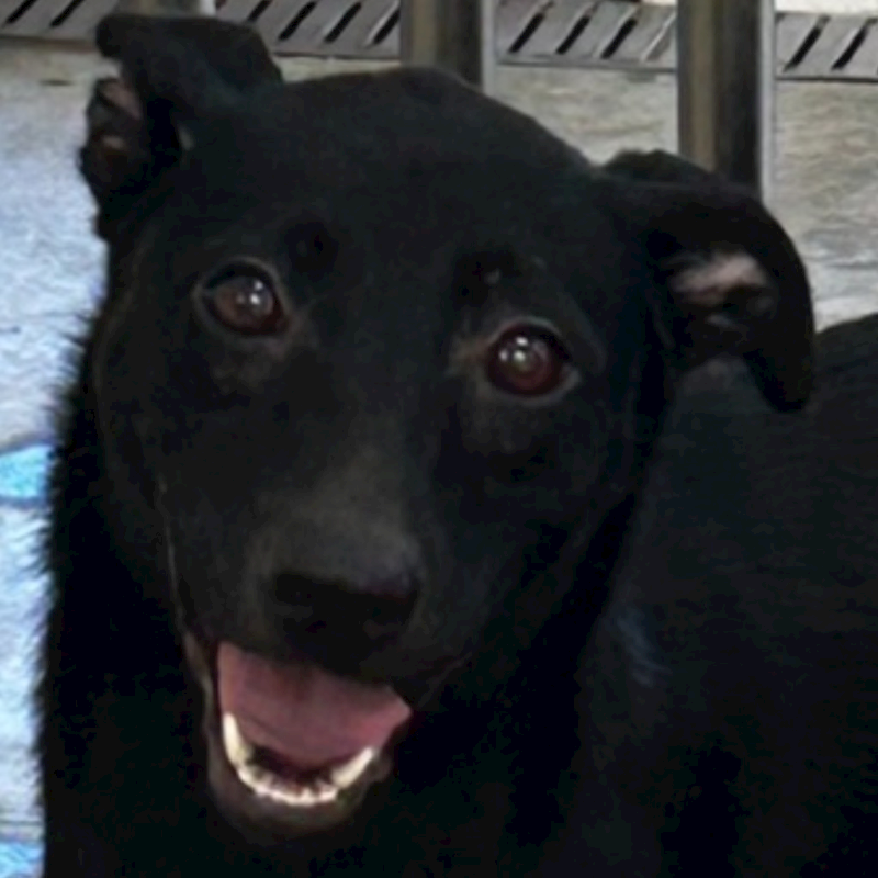 澎湖縣流浪動物收容中心,編號:311734, 混種犬          