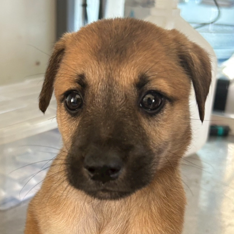 澎湖縣流浪動物收容中心,編號:417451, 混種犬          