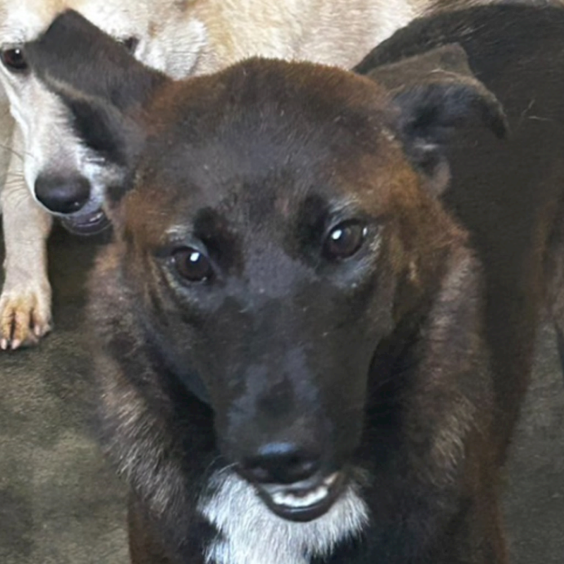 澎湖縣流浪動物收容中心,編號:295649, 混種犬          