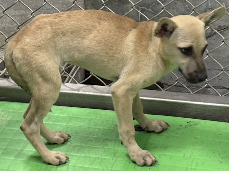 臺東縣動物收容中心,編號:465267, 混種犬          