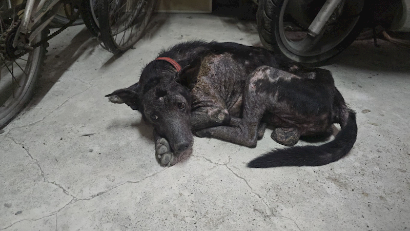 新竹市動物保護教育園區,編號:465266, 混種犬          