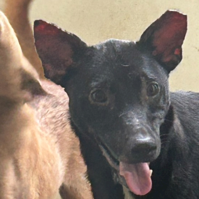 澎湖縣流浪動物收容中心,編號:226581, 混種犬          