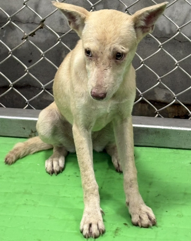 臺東縣動物收容中心,編號:465264, 混種犬          