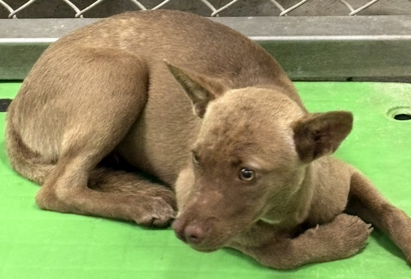 臺東縣動物收容中心,編號:465263, 混種犬          