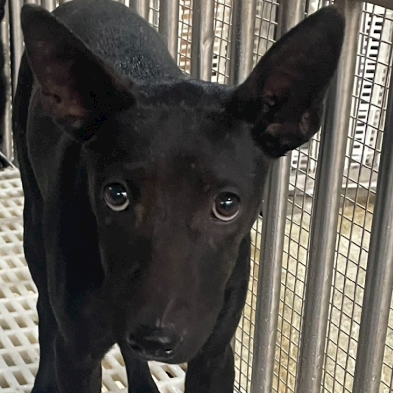 澎湖縣流浪動物收容中心,編號:390377, 混種犬          