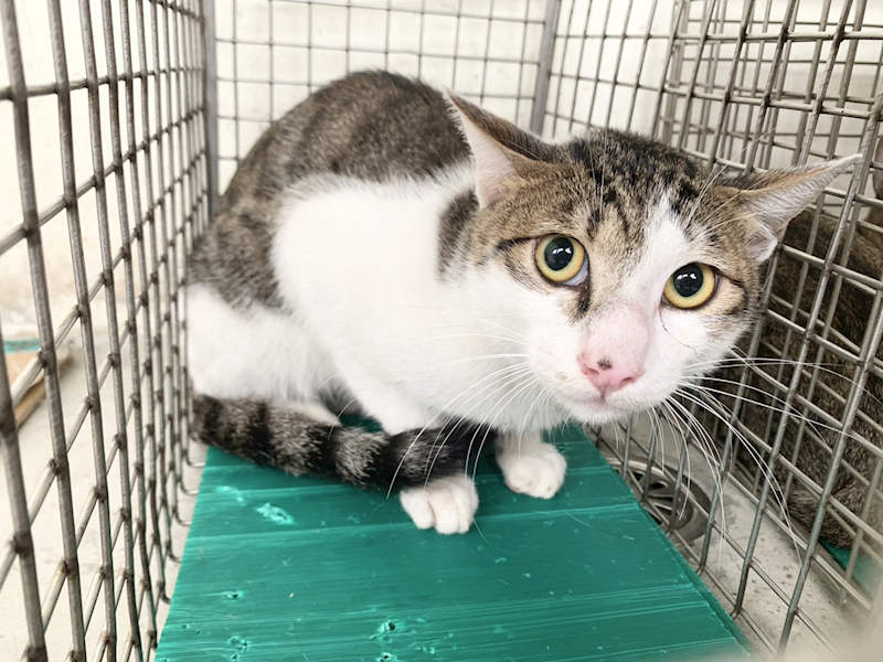 臺北市動物之家,編號:464485, 混種貓                 