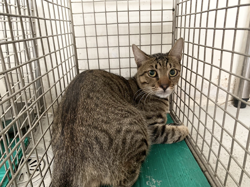 臺北市動物之家,編號:464486, 混種貓                 