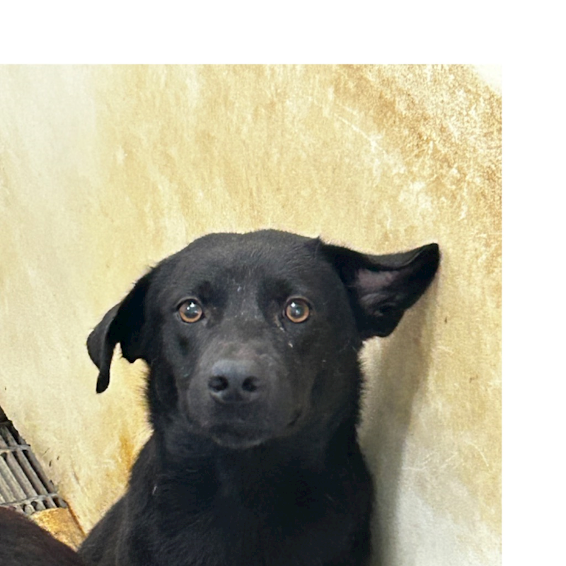 澎湖縣流浪動物收容中心,編號:287767, 混種犬          