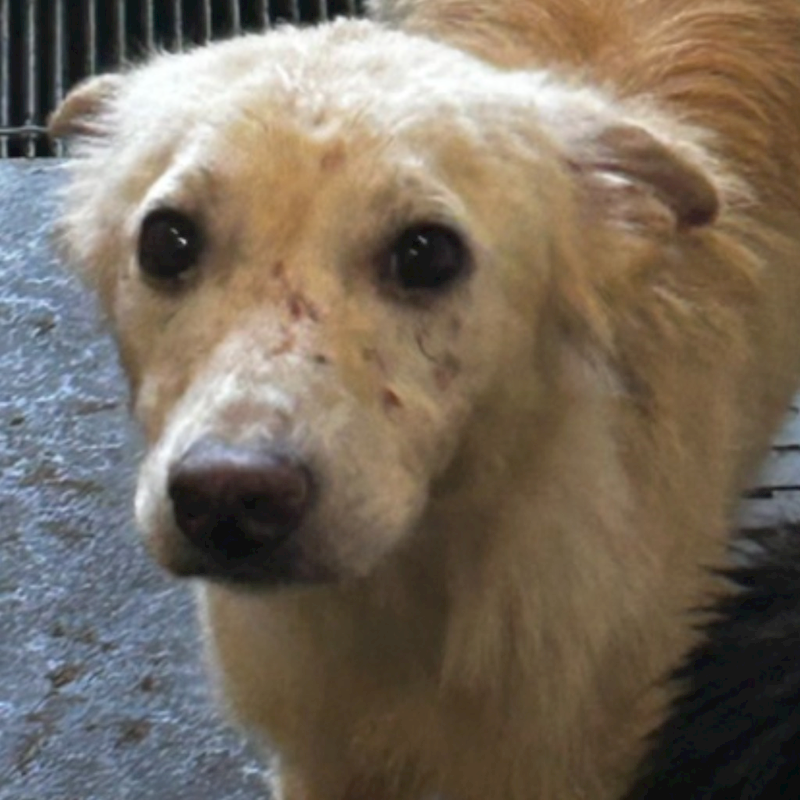 澎湖縣流浪動物收容中心,編號:335045, 混種犬          